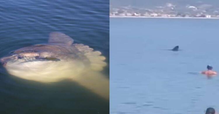 Τρόμος σε παραλία στην Θεσσαλονίκη: Τεράστιο ψάρι προκάλεσε αναστάτωση στους λουόμενους