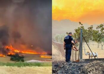 Φωτιά στην Αλεξανδρούπολη: Αστυνομικοί έσωσαν εγκλωβισμένο σκύλο (photo)