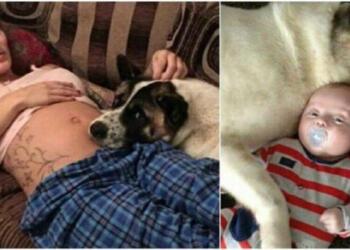 Οι Φίλοι Της Είπαν Να Διώξει Το Σκυλί Όσο Ήταν Έγκυος. Εκείνη Όμως Δεν Τους Άκουσε και ΤΟΤΕ ο σκύλος έκανε κάτι ΠΡΑΓΜΑΤΙΚΑ απίστευτο -ΦΩΤΟ&ΒΙΝΤΕΟ