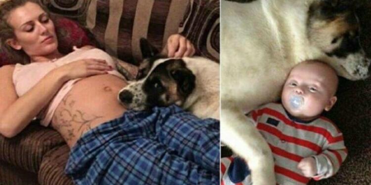 Οι Φίλοι Της Είπαν Να Διώξει Το Σκυλί Όσο Ήταν Έγκυος. Εκείνη Όμως Δεν Τους Άκουσε και ΤΟΤΕ ο σκύλος έκανε κάτι ΠΡΑΓΜΑΤΙΚΑ απίστευτο -ΦΩΤΟ&ΒΙΝΤΕΟ