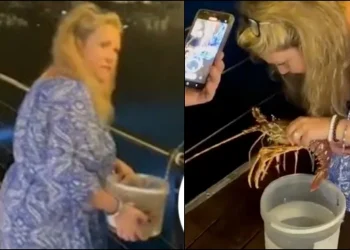 Τουρίστρια πλήρωσε 200 ευρώ για αστακό σε εστιατόριο και τον άφησε ελεύθερο στη θάλασσα