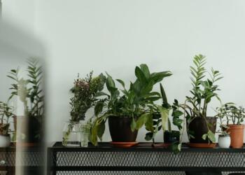 Green Potted Plant on Black Metal Table