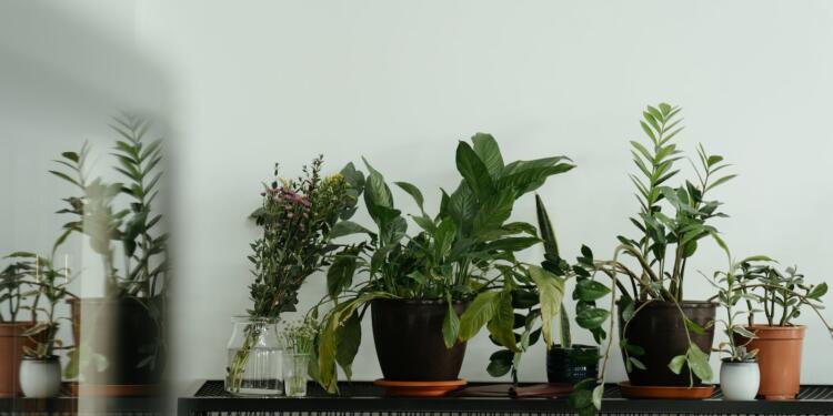 Green Potted Plant on Black Metal Table
