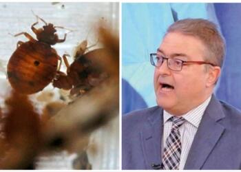 «Καμπανάκι» Βασιλακόπουλου για τους κοριούς – Πόσο κινδυνεύουμε και πώς τους εξολοθρεύουμε