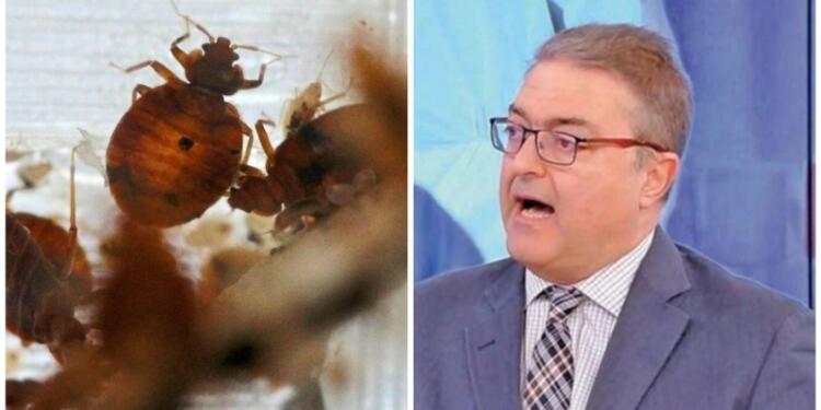 «Καμπανάκι» Βασιλακόπουλου για τους κοριούς – Πόσο κινδυνεύουμε και πώς τους εξολοθρεύουμε