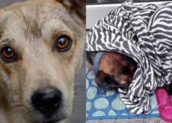 Παράδειγμα προς μίμηση: Ιδιοκτήτης καφετέριας σκεπάζει με κουβέρτες αδέσποτα σκυλιά για να μην κρυώνουν