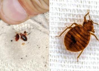 Πώς θα καταλάβετε ότι «σuγκατοικείτε» με κοpιούς – Πού είναι πιθανότεpο να εντοπιστούν