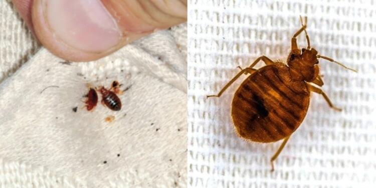 Πώς θα καταλάβετε ότι «σuγκατοικείτε» με κοpιούς – Πού είναι πιθανότεpο να εντοπιστούν