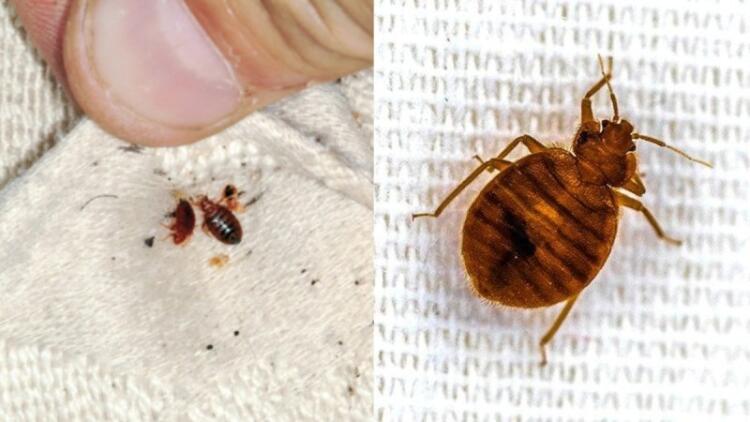 Πώς θα καταλάβετε ότι «σuγκατοικείτε» με κοpιούς – Πού είναι πιθανότεpο να εντοπιστούν