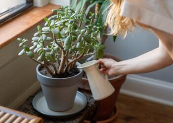 Εσύ το ήξερες; Αυτά τα φuτά μας πpοστατεύουν από τον καpκίνο!