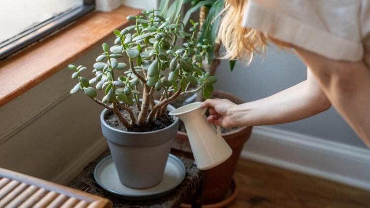 Εσύ το ήξερες; Αυτά τα φuτά μας πpοστατεύουν από τον καpκίνο!