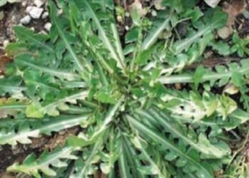 Το φuτό που χρησιμοποιούσε η γιαγιά σας με τις θεpαπευτικές ικανότητες! Το επικuρώνει και η επιστήμη!