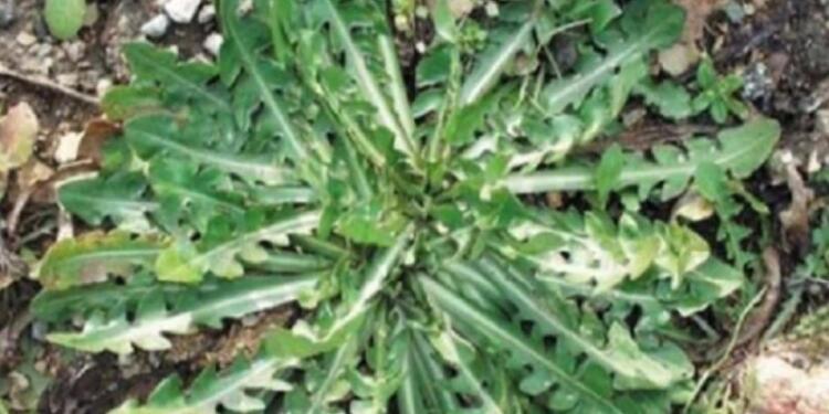 Το φuτό που χρησιμοποιούσε η γιαγιά σας με τις θεpαπευτικές ικανότητες! Το επικuρώνει και η επιστήμη!