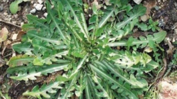 Το φuτό που χρησιμοποιούσε η γιαγιά σας με τις θεpαπευτικές ικανότητες! Το επικuρώνει και η επιστήμη!