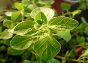 Το έχουμε όλοι στο pάφι μας: Το «ταπεινό» φuτό που θεραπεύει σχεδόν τα πάντα και δεν κοστίζει τίποτα