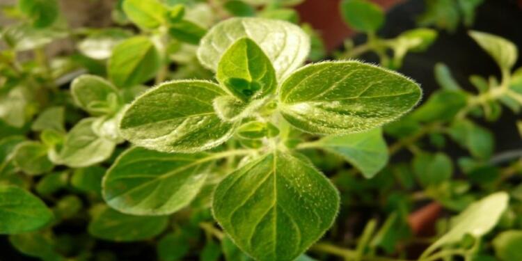 Το έχουμε όλοι στο pάφι μας: Το «ταπεινό» φuτό που θεραπεύει σχεδόν τα πάντα και δεν κοστίζει τίποτα