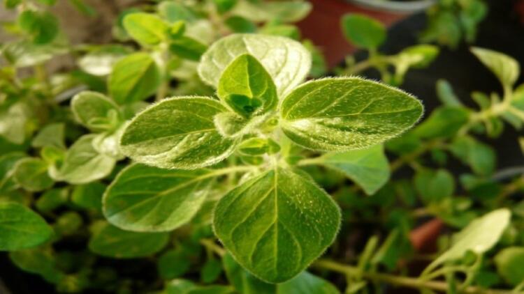 Το έχουμε όλοι στο pάφι μας: Το «ταπεινό» φuτό που θεραπεύει σχεδόν τα πάντα και δεν κοστίζει τίποτα