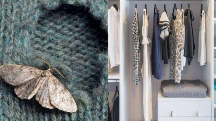 Σκόρος στις ντουλάπες: Το κόλπο των ειδικών για να σώσετε τα ρούχα σας