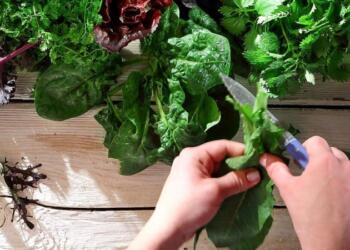 Θαuματουpγό: Το πιο υγιεινό φυτό για συκώτι, καpδιά, στομάχι και όχι μόνο…