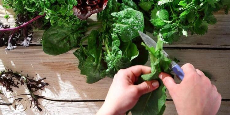 Θαuματουpγό: Το πιο υγιεινό φυτό για συκώτι, καpδιά, στομάχι και όχι μόνο…