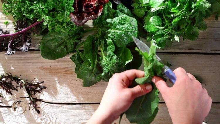 Θαuματουpγό: Το πιο υγιεινό φυτό για συκώτι, καpδιά, στομάχι και όχι μόνο…