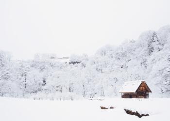snow-covered tree lot during daytime