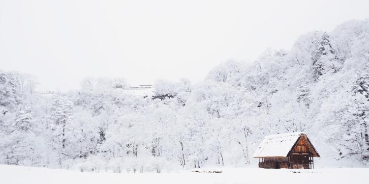 snow-covered tree lot during daytime