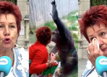 «Είμαστε ζευγάρι 4 χρόνια»: Ζωολογικός κήπος απαγόρευσε σε 38χρονη να βρίσκεται με τον χιμπατζή σύντροφό της