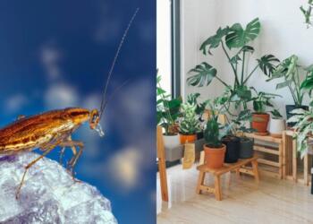 «Αντίο» κατσαρίδες και αράχνες: Βάλε αυτό το φυτό στο σπίτι και δε θα τις ξαναδείς!