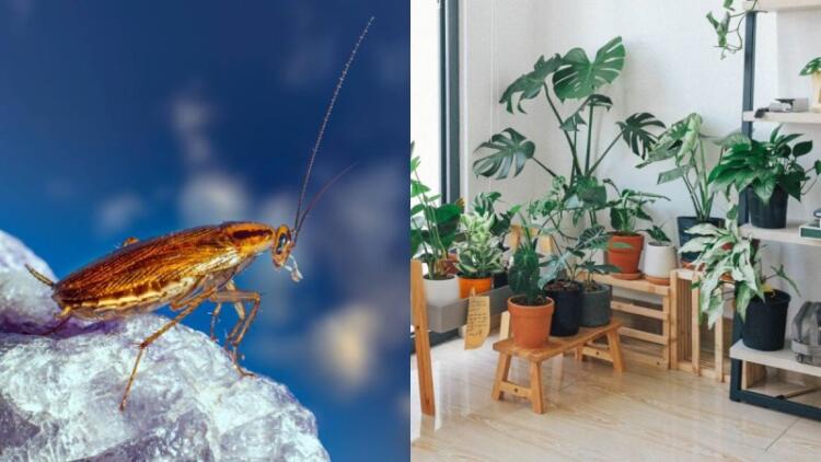 «Αντίο» κατσαρίδες και αράχνες: Βάλε αυτό το φυτό στο σπίτι και δε θα τις ξαναδείς!