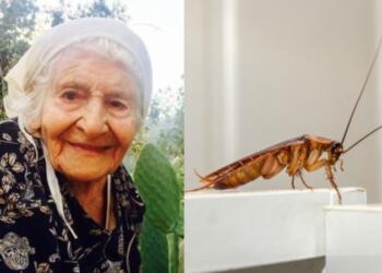 Επιχείρηση «γιαγιά»: Το αλάνθαστο παραδοσιακό κόλπο των γιαγιάδων για την εξόντωση των κατσαρίδων στο σπίτι