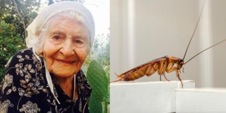 Επιχείρηση «γιαγιά»: Το αλάνθαστο παραδοσιακό κόλπο των γιαγιάδων για την εξόντωση των κατσαρίδων στο σπίτι