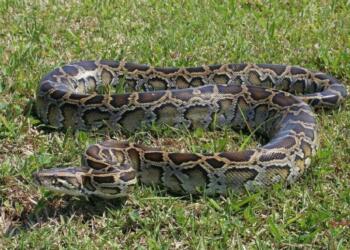 Απiστεuτες εικόνες στο Ηράκλειο – Βρήκαν πύθωνα 5 μέτρων στο χωράφι τους