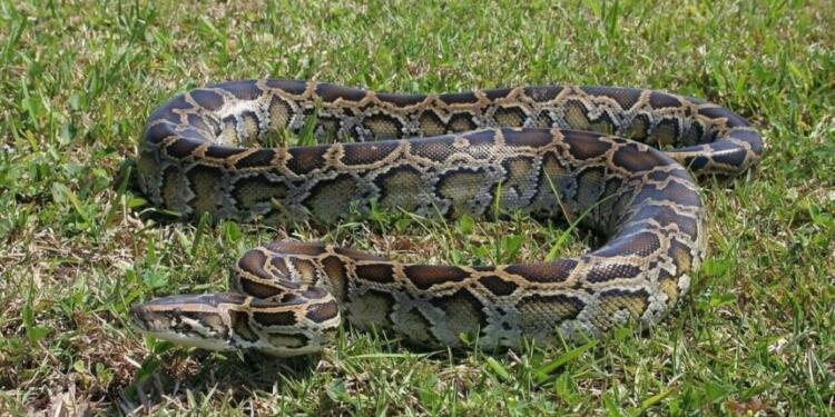 Απiστεuτες εικόνες στο Ηράκλειο – Βρήκαν πύθωνα 5 μέτρων στο χωράφι τους