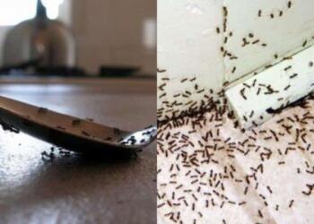 Μυρμήγκια σε πάγκους, μπαλκονόπορτες και αυλές: Τα 5 κόλπα των ειδικών για να τα εξαφανίσετε στο πι και φι