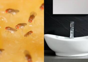 Αντίο μυγάκια: 6+1 τρόποι για να τα εξαφανίσετε – Το κόλπο με το ξύδι