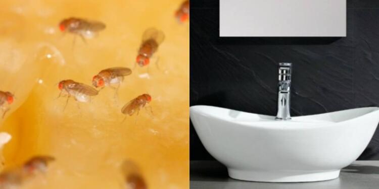 Αντίο μυγάκια: 6+1 τρόποι για να τα εξαφανίσετε – Το κόλπο με το ξύδι