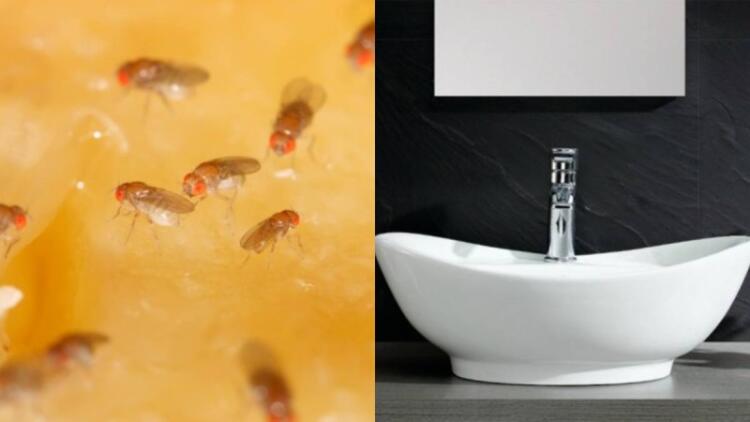 Αντίο μυγάκια: 6+1 τρόποι για να τα εξαφανίσετε – Το κόλπο με το ξύδι