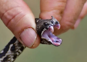 Παίρνει μόνο 1 λεπτό και σώζει ζωές: Γιατρός εξηγεί τα σοβαρά λάθη που κάνουν όλοι όταν τους δαγκώσει φίδι