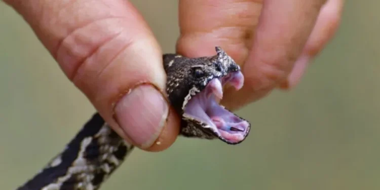 Παίρνει μόνο 1 λεπτό και σώζει ζωές: Γιατρός εξηγεί τα σοβαρά λάθη που κάνουν όλοι όταν τους δαγκώσει φίδι