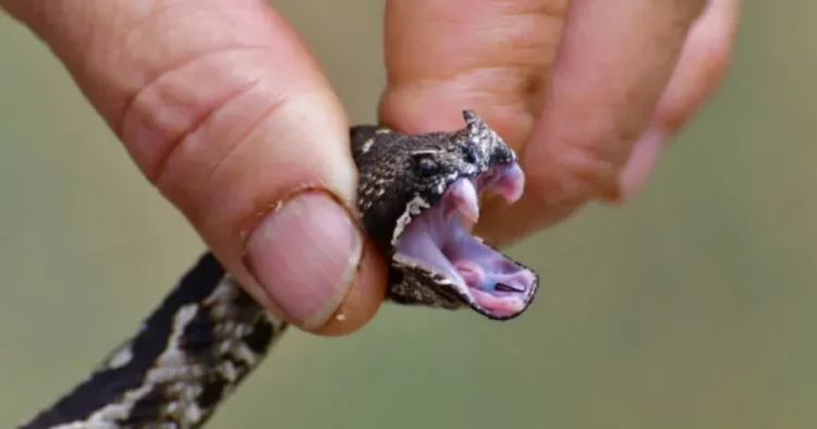 Παίρνει μόνο 1 λεπτό και σώζει ζωές: Γιατρός εξηγεί τα σοβαρά λάθη που κάνουν όλοι όταν τους δαγκώσει φίδι