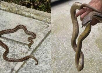 Παίρνει μόνο 1 λεπτό και σώζει ζωές: Τι κάνουμε αν δούμε φίδι στο σπίτι ή στην αυλή μας και τι αν μας δαγκώσει
