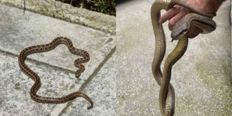 Παίρνει μόνο 1 λεπτό και σώζει ζωές: Τι κάνουμε αν δούμε φίδι στο σπίτι ή στην αυλή μας και τι αν μας δαγκώσει