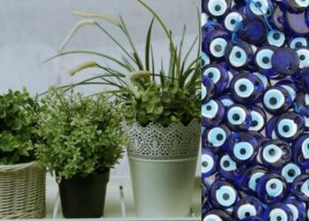 Τρία φυτά που πρέπει οπωσδήποτε να έχεις στο σπίτι σου – Προσφέρουν πλούτο και ευημερία