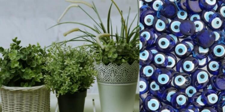 Τρία φυτά που πρέπει οπωσδήποτε να έχεις στο σπίτι σου – Προσφέρουν πλούτο και ευημερία