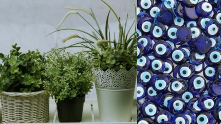 Τρία φυτά που πρέπει οπωσδήποτε να έχεις στο σπίτι σου – Προσφέρουν πλούτο και ευημερία