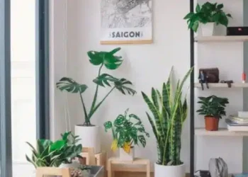 Πότε είναι η κατάλληλη ώρα να ποτίζετε τα φυτά το καλοκαίρι;