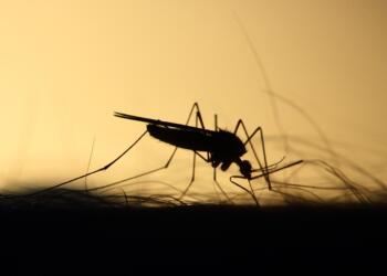 mosquito, feeding, silhouette