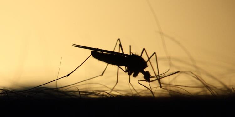 mosquito, feeding, silhouette