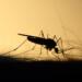 mosquito, feeding, silhouette